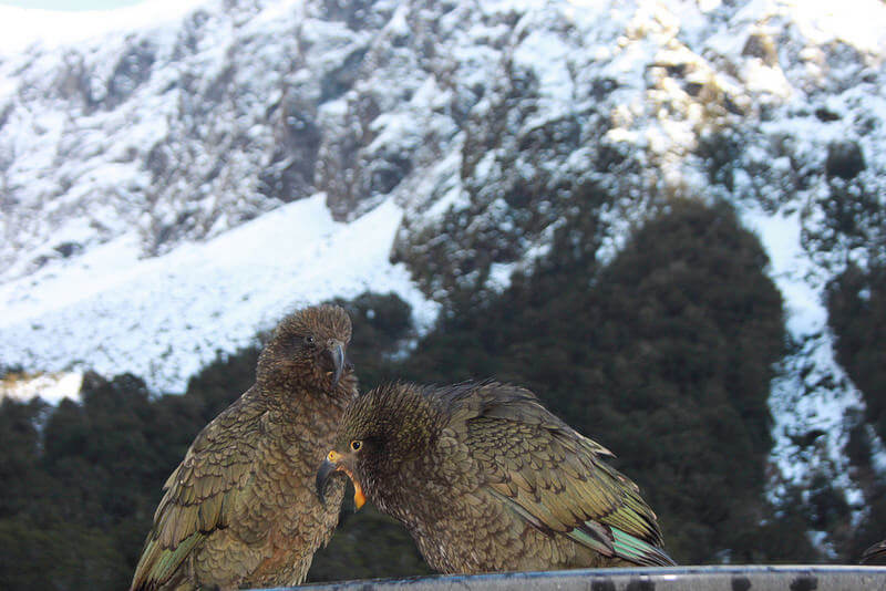 Kea birds at Homer Tunnel